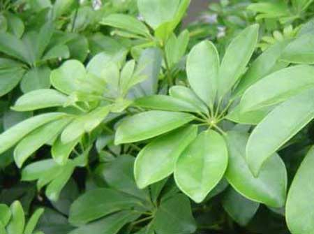 注意坏风水是致命杀手