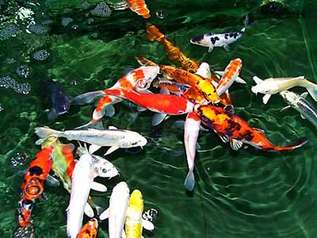 你的财运最近如何？如果不是很乐观，那么看看试试这个很灵的改运方法吧。  找出财位  风水鱼最大的功能是添财添禄，其次才为化煞驱邪。不论在办公室或者住家，要摆设风水鱼缸，第一步一定要找出合适的方位，唯有摆对了位置，才能够让鱼缸提升致转运的境界，而不仅仅只是美化环境的单一效果。而家中的明财位一般处于对角线的位置，不论大门开在哪一个方位，打开大门之后的对角线，一般相信是住宅中的明财位，鱼缸放在这里，一开门就能看到，视觉上相当抢眼，对财运也可发挥提升作用。  要养几只鱼才合适？  养多少鱼当然与鱼缸的大小有必然的关系，饲主要考虑到太拥挤的空间会造成鱼类生存困难。除此之外，根据易经八卦相生相克的道理，鱼只数目以2、6、7的倍数为佳。  养什么颜色的鱼最适合？  传统观念中，大红大紫的金鱼相当福气，除了这个广受欢迎的色彩之外，饲主不妨在鱼缸中种植些水草，让翠绿的颜色发挥中和五行的功效。  鱼养死了怎么办？  有人认为，鱼只一下子死亡太多，表示它们替你抵挡了煞气，但不管如何，把鱼养死了，绝对是风水大忌，饲主一定要马上把死掉的鱼捞出来，补上新的鱼。  如果怕活的鱼容易死，养假的鱼可以吗？  养鱼的目的就是借重鱼的活力与生气，如果在鱼缸里面放假的鱼，随波逐流，了无意义，还不如不要养