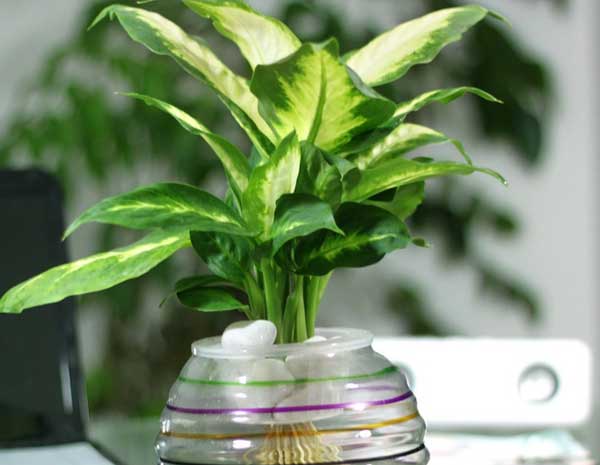 我不懂风水，该怎样选择合适的风水用品呢？