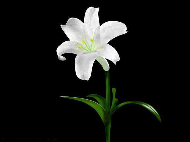 会致癌的植物风水