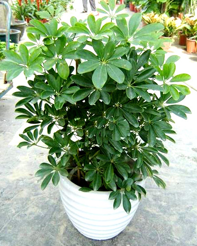 揭秘植物的风水摆设