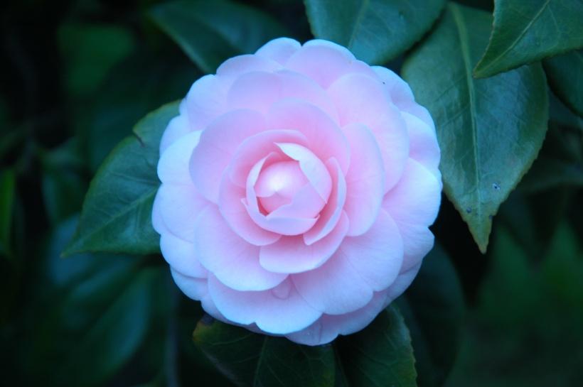 山茶花的养殖方法