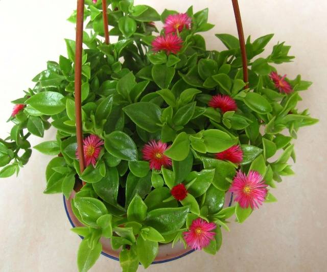 卧室植物摆放风水禁忌